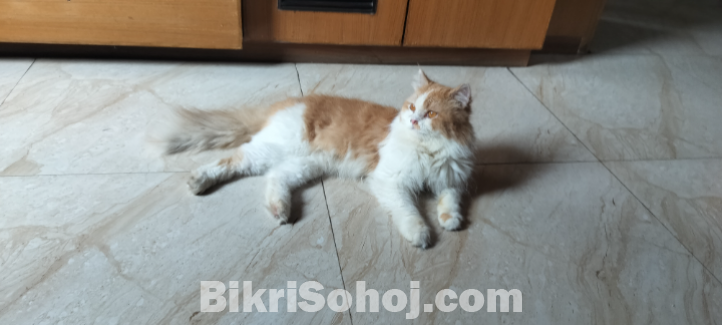 Persian Cat